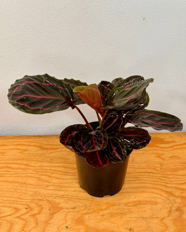 Calathea ‘Dottie'