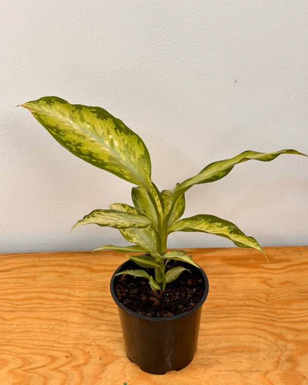 Dieffenbachia Whitii