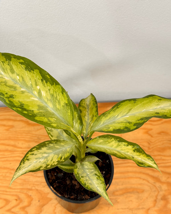 Dieffenbachia Whitii