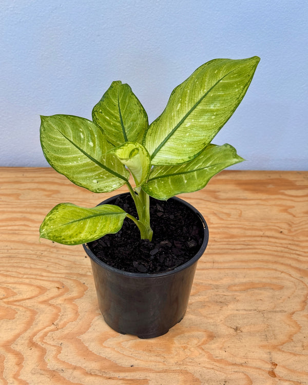 Dieffenbachia Martha