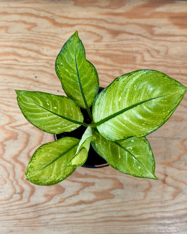 Dieffenbachia Martha