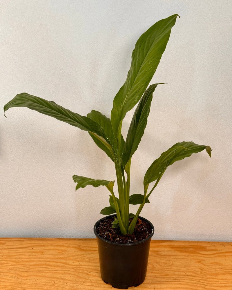 Spathipyllum ‘Sensation’ (Peace Lily) - Plant Daddy