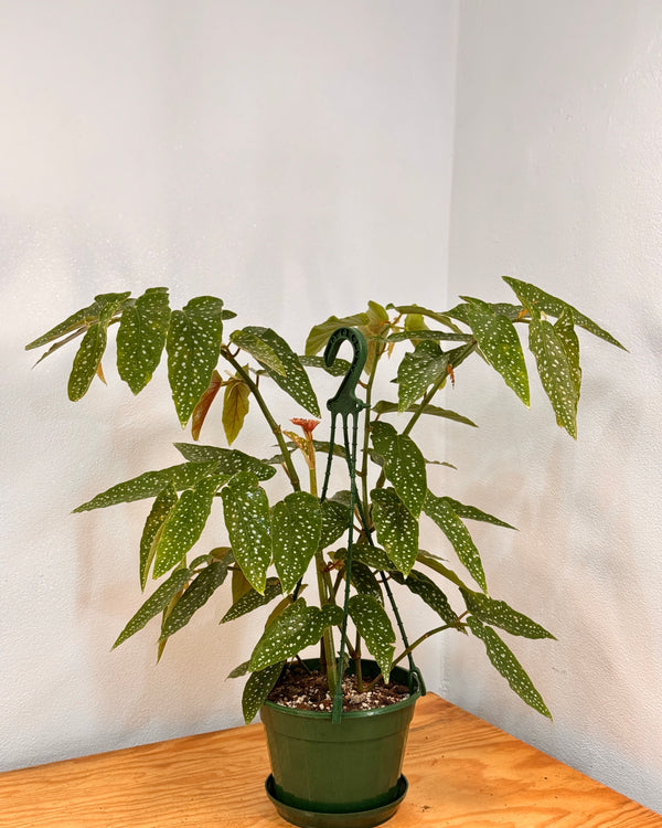 Begonia coccinea
