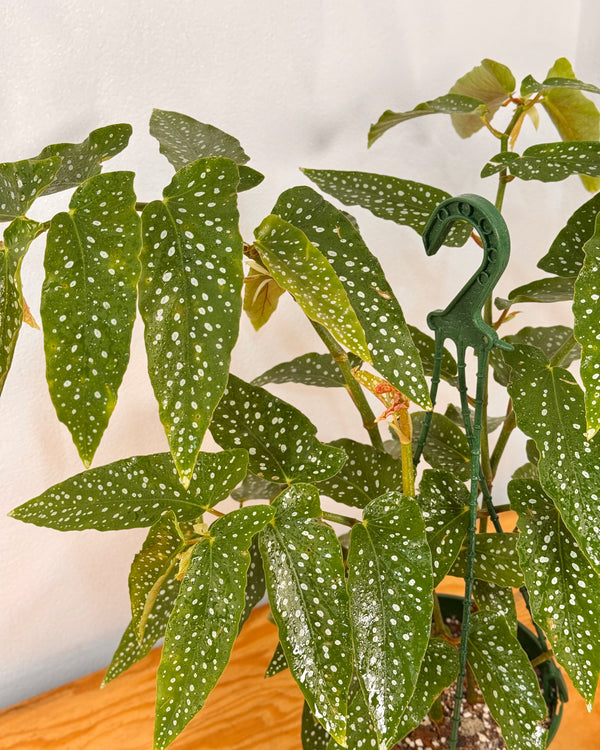 Begonia coccinea