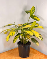 Ctenanthe lubbersiana ‘Golden Mosaic’ - Plant Daddy