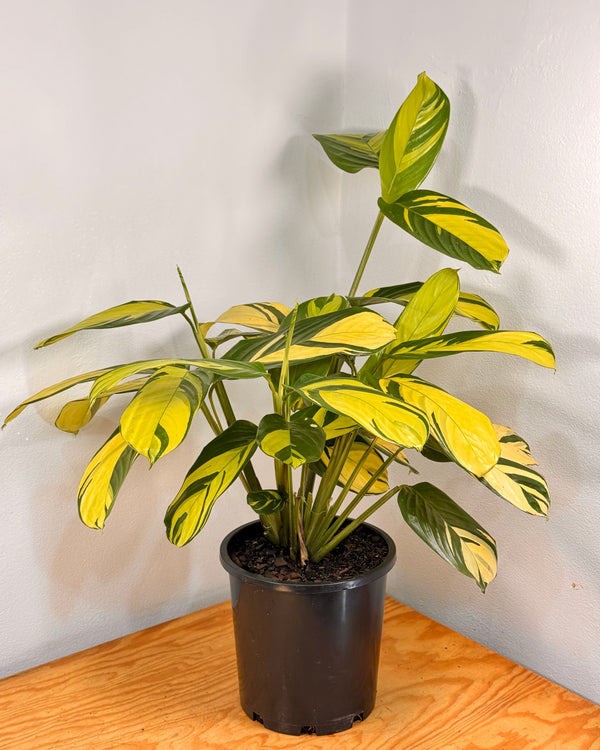 Ctenanthe lubbersiana ‘Golden Mosaic’