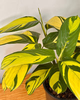 Ctenanthe lubbersiana ‘Golden Mosaic’ - Plant Daddy