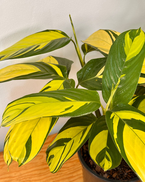 Ctenanthe lubbersiana ‘Golden Mosaic’