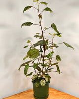 Hibiscus rosa-sinensis ‘Cooperi’ - Plant Daddy
