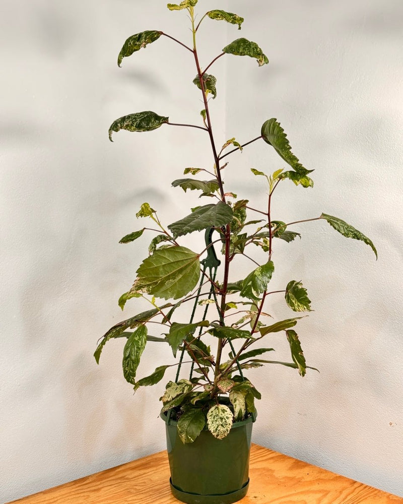 Hibiscus rosa-sinensis ‘Cooperi’ - Plant Daddy