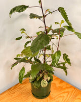 Hibiscus rosa-sinensis ‘Cooperi’ - Plant Daddy