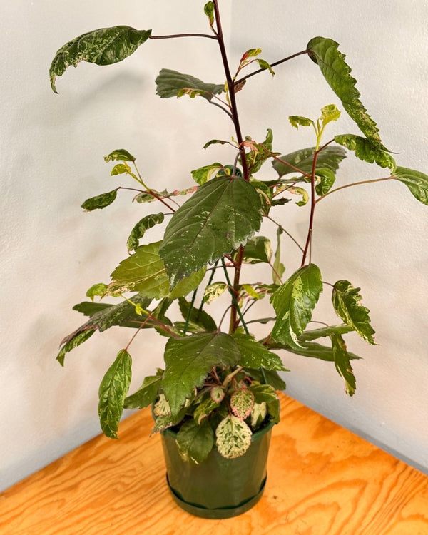 Hibiscus rosa-sinensis ‘Cooperi’ - Plant Daddy