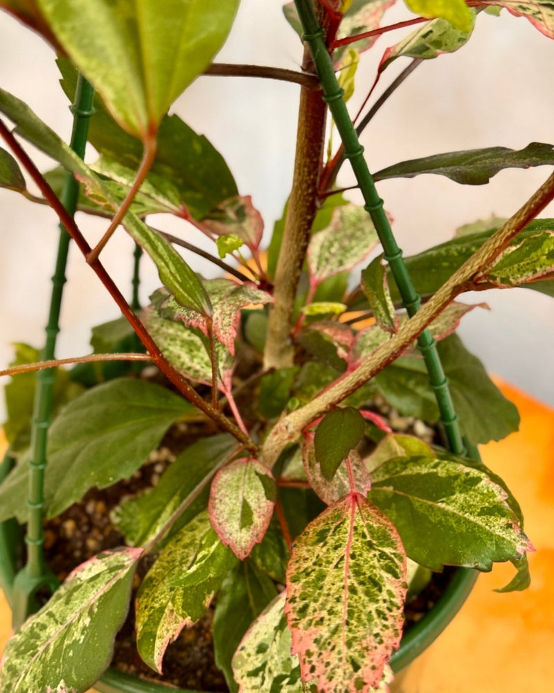 Hibiscus rosa-sinensis ‘Cooperi’ - Plant Daddy