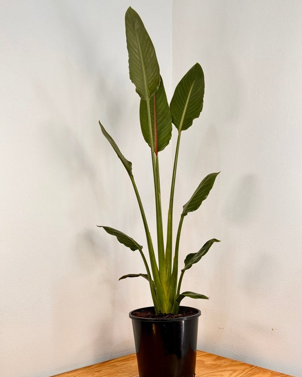 Strelitzia reginae (Bird of Paradise) - Plant Daddy