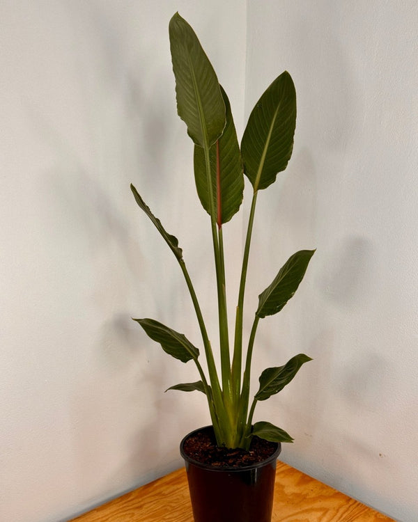Strelitzia reginae (Bird of Paradise) - Plant Daddy