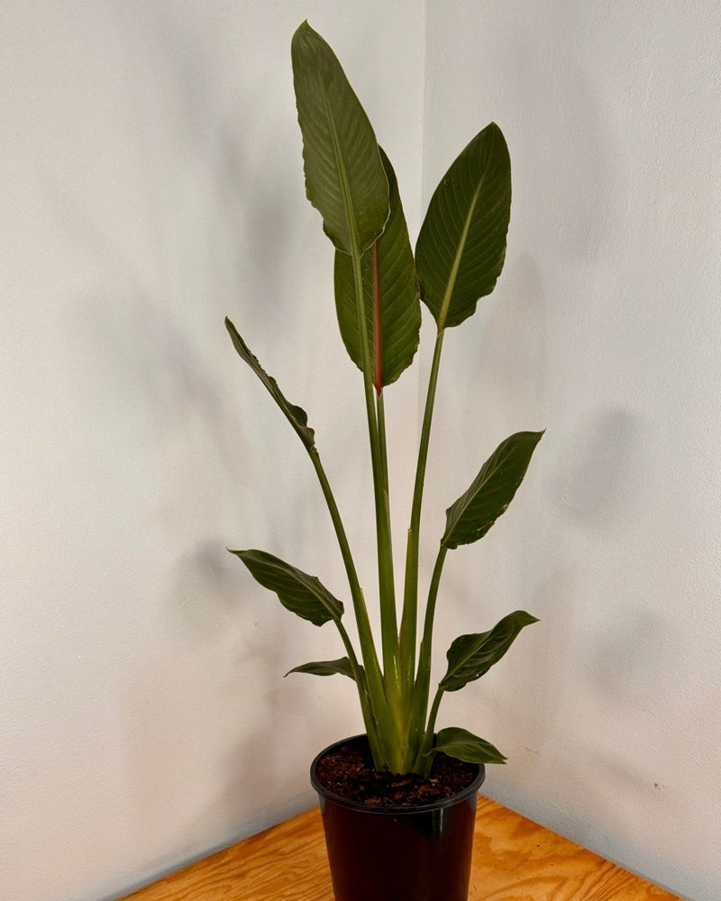 Strelitzia reginae (Bird of Paradise) - Plant Daddy