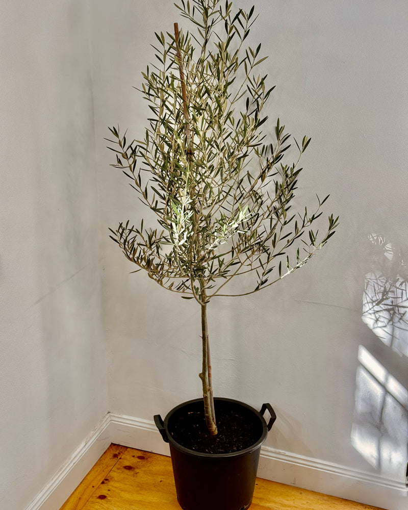 Olea europaea ‘Tolleys upright’ - Plant Daddy