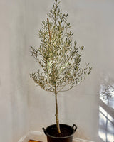 Olea europaea ‘Tolleys upright’ - Plant Daddy