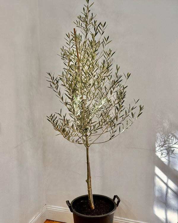 Olea europaea ‘Tolleys upright’ - Plant Daddy