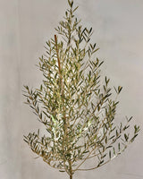 Olea europaea ‘Tolleys upright’ - Plant Daddy