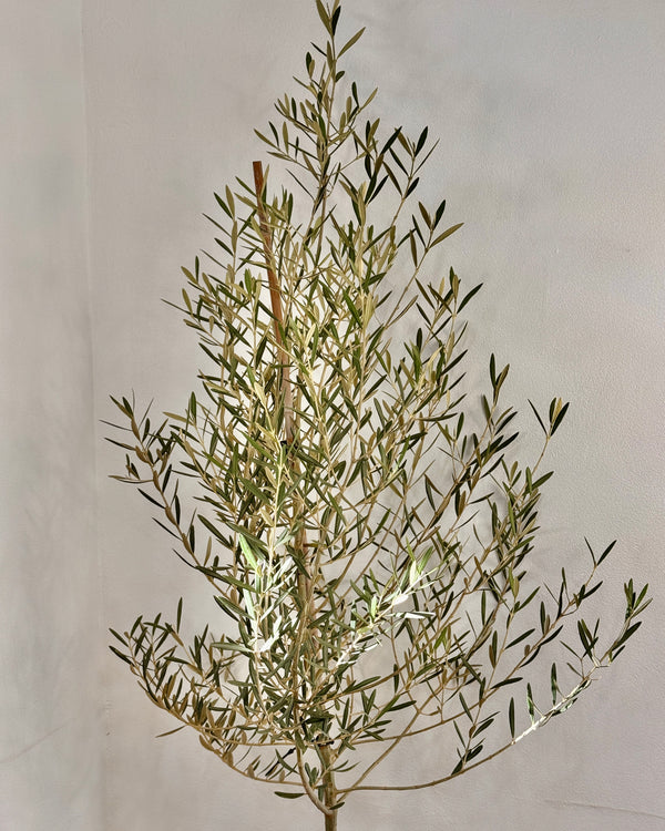 Olea europaea ‘Tolleys upright’ - Plant Daddy