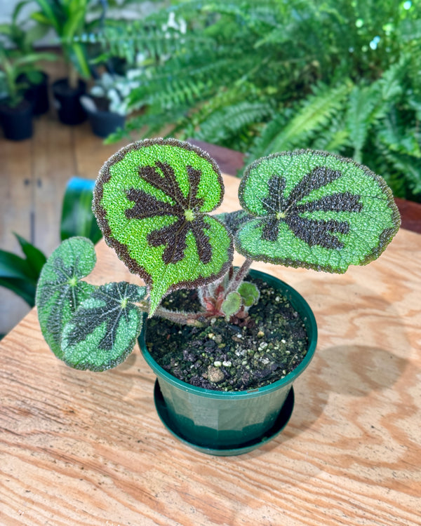 Begonia masoniana ‘Iron Cross’
