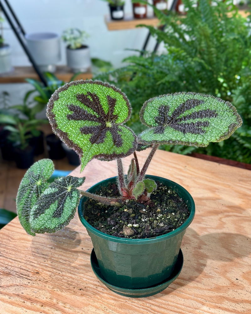 Begonia masoniana ‘Iron Cross’