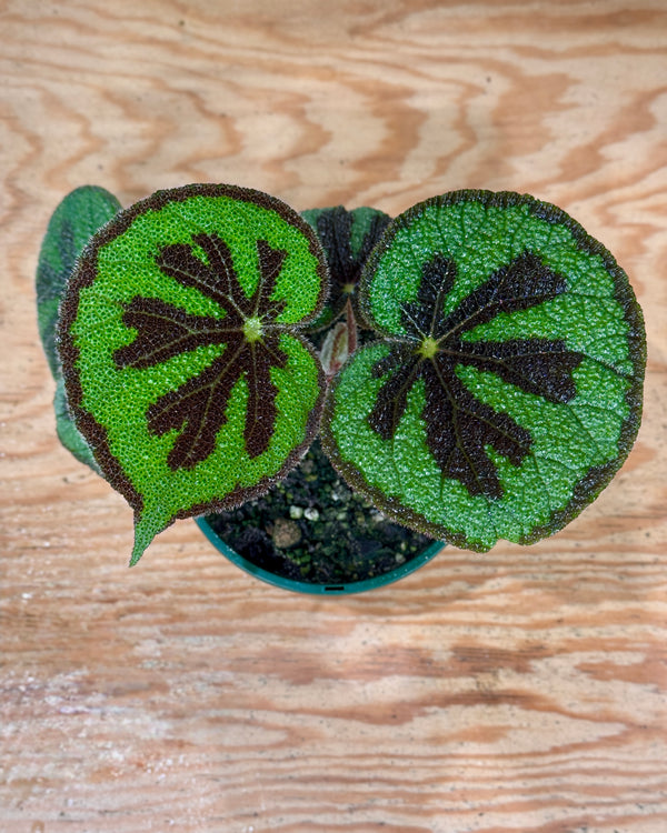 Begonia masoniana ‘Iron Cross’