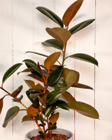 Ficus Burgundy Rubber Plant (Ficus Elastica)