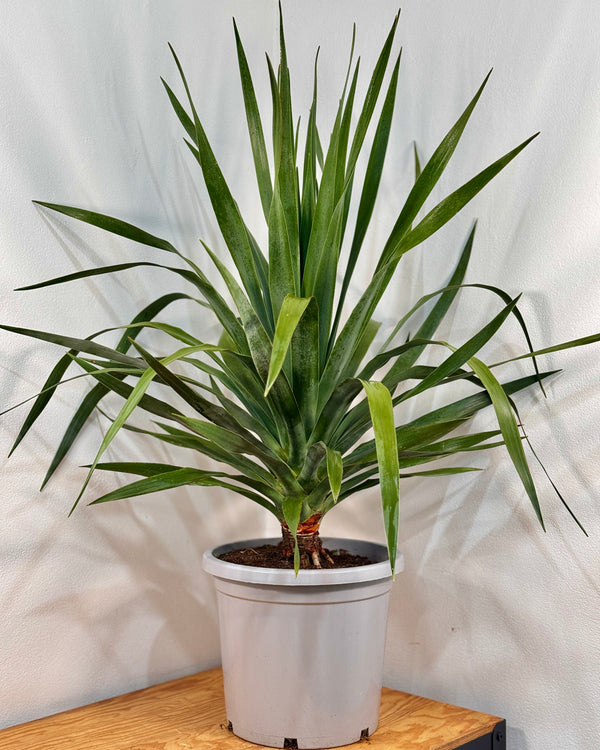 Dracaena draco (Dragon Tree) - Plant Daddy