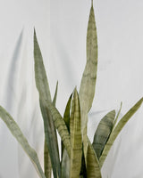 Sansevieria trifasciata ‘Silver Sword’ (Snake plant) - Plant Daddy