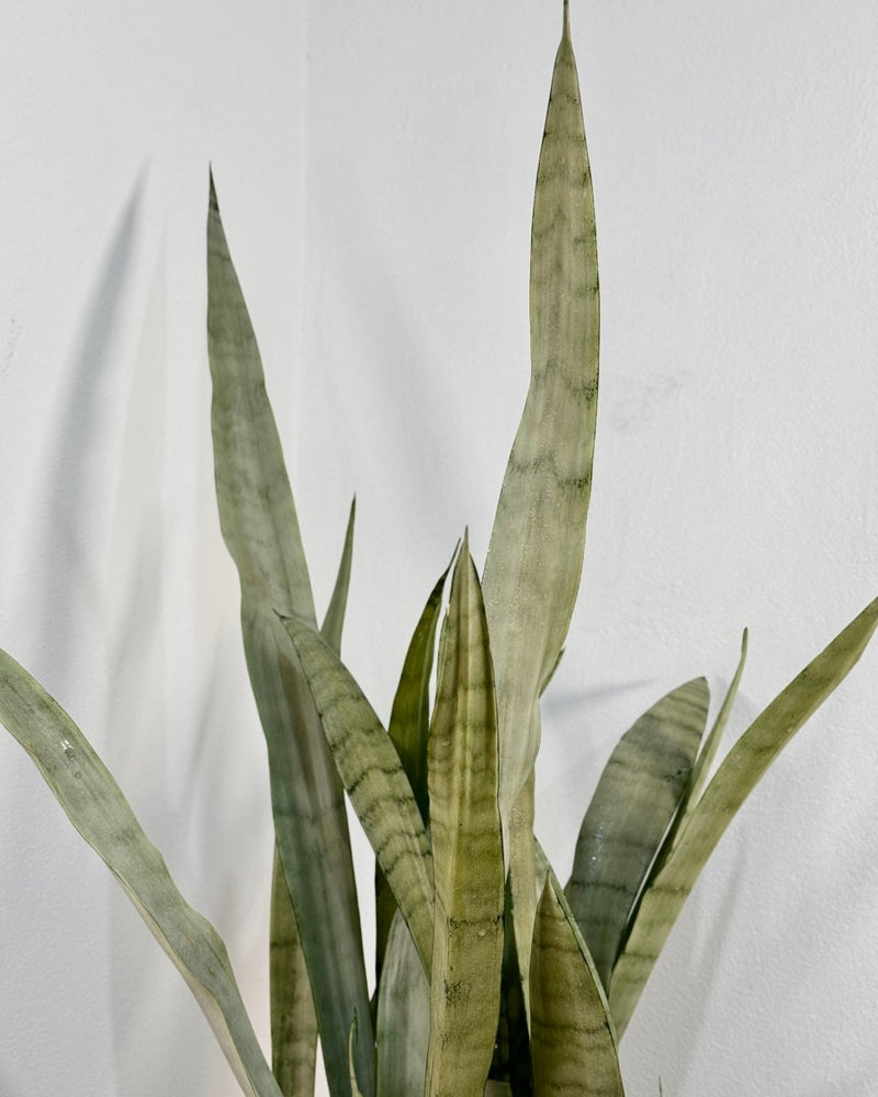 Sansevieria trifasciata ‘Silver Sword’ (Snake plant) - Plant Daddy