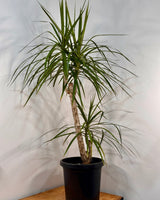 Dracaena marginata (Semi-sculpted) - Plant Daddy