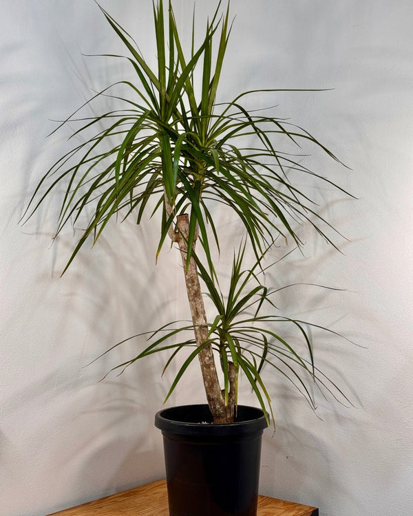 Dracaena marginata (Semi-sculpted) - Plant Daddy