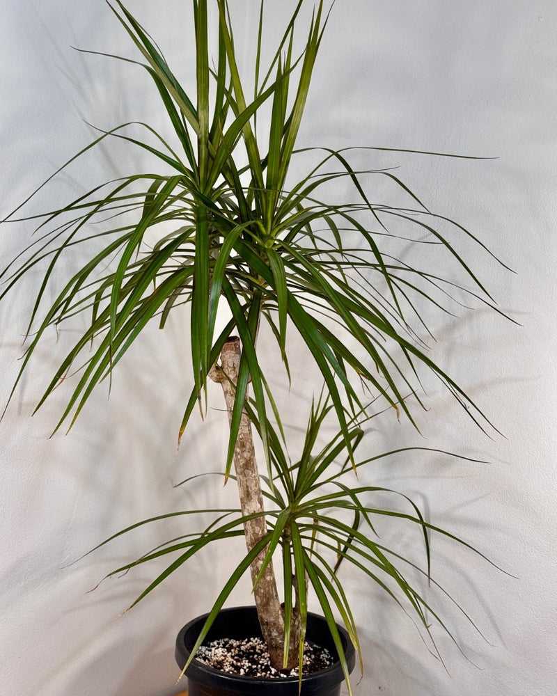 Dracaena marginata (Semi-sculpted) - Plant Daddy