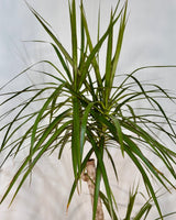 Dracaena marginata (Semi-sculpted) - Plant Daddy