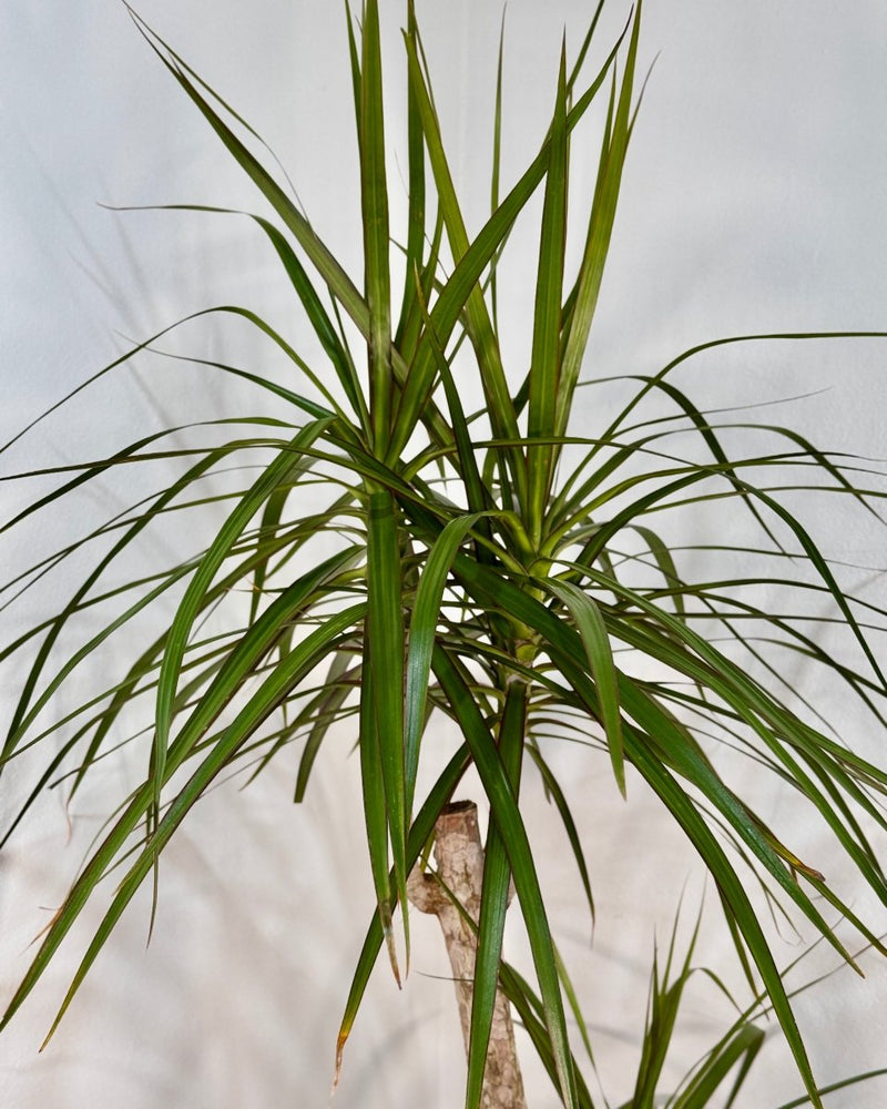 Dracaena marginata (Semi-sculpted) - Plant Daddy
