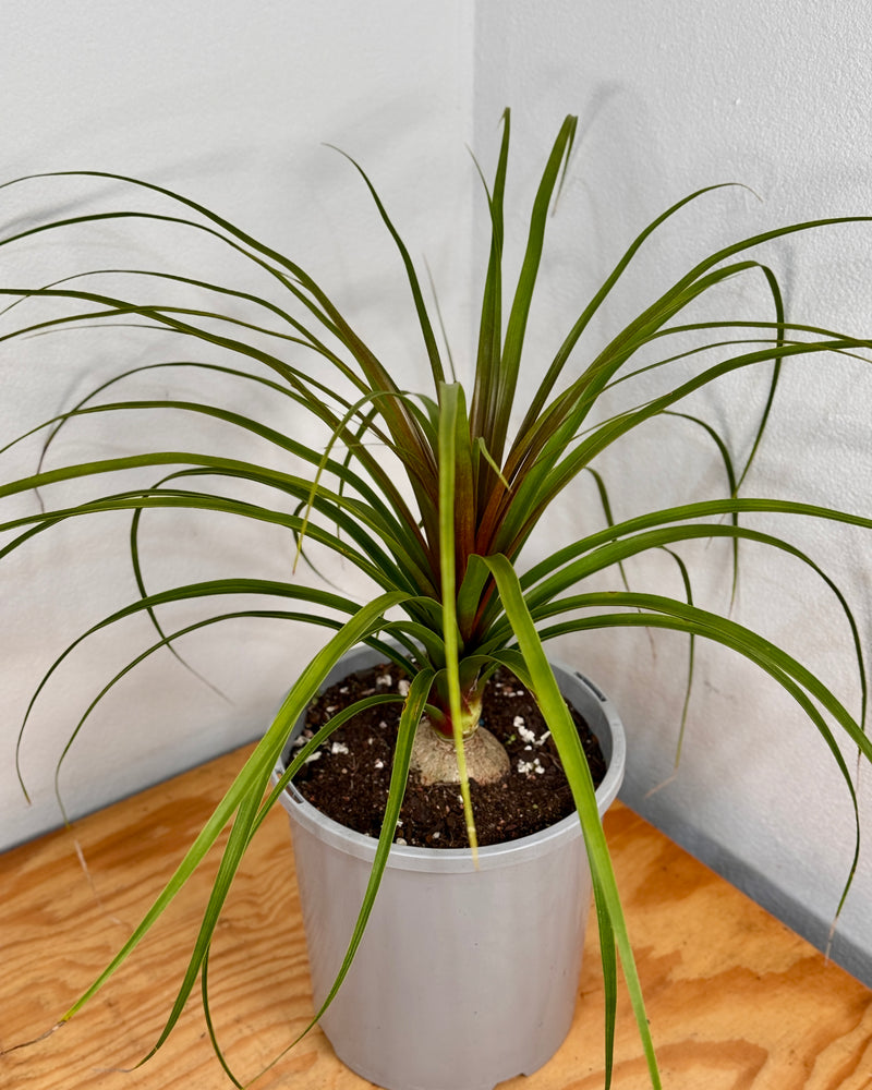 Beaucarnea recurvata (Ponytail Palm)
