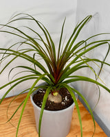 Beaucarnea recurvata (Ponytail Palm)