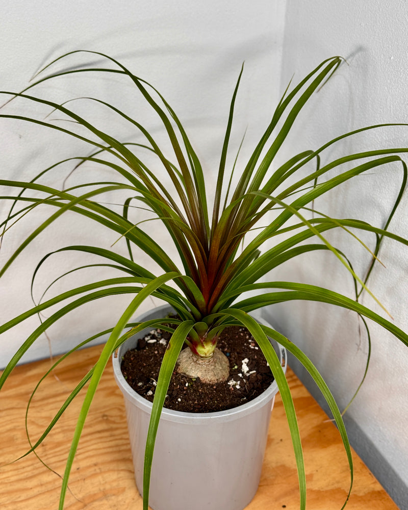 Beaucarnea recurvata (Ponytail Palm)
