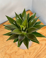 Mangave 'Lavender Lady' - Plant Daddy