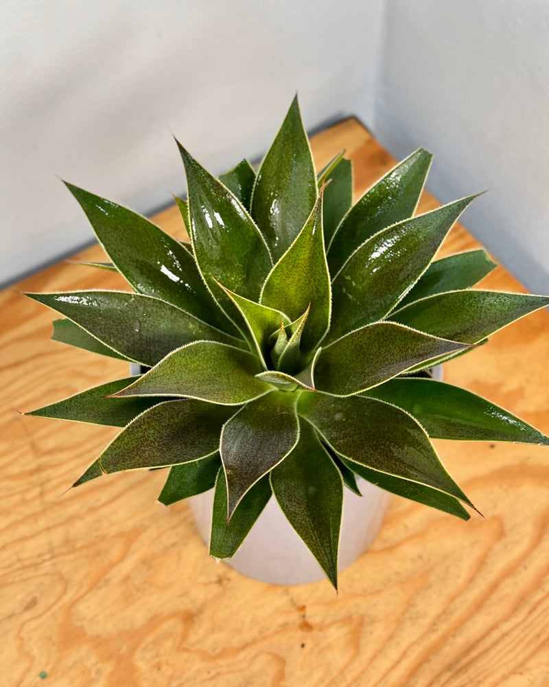 Mangave 'Lavender Lady' - Plant Daddy