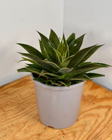 Mangave 'Lavender Lady' - Plant Daddy