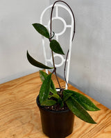 Hoya pubicalyx ‘Silver’ - Plant Daddy