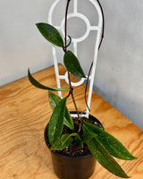 Hoya pubicalyx ‘Silver’ - Plant Daddy