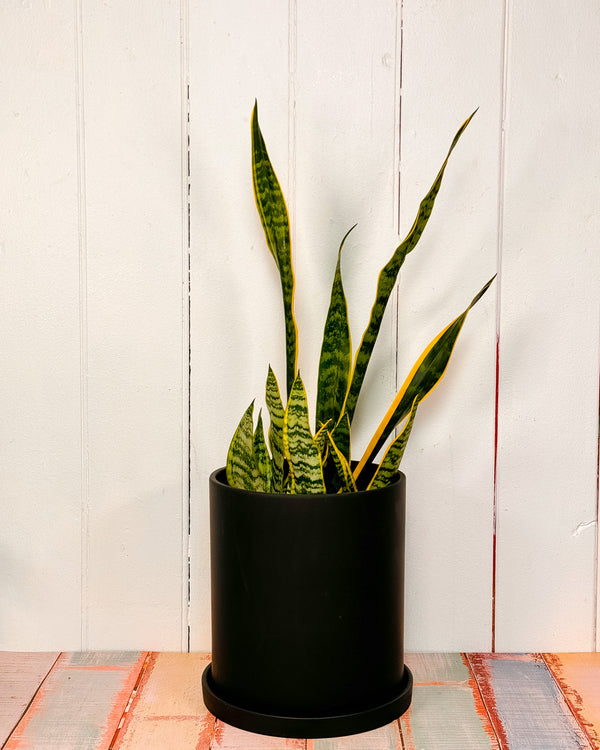 Neat Terracotta Planter Pot with Saucer