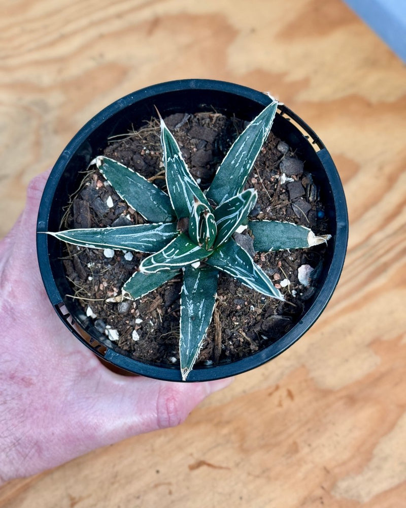 Agave victoriae-reginae - Plant Daddy