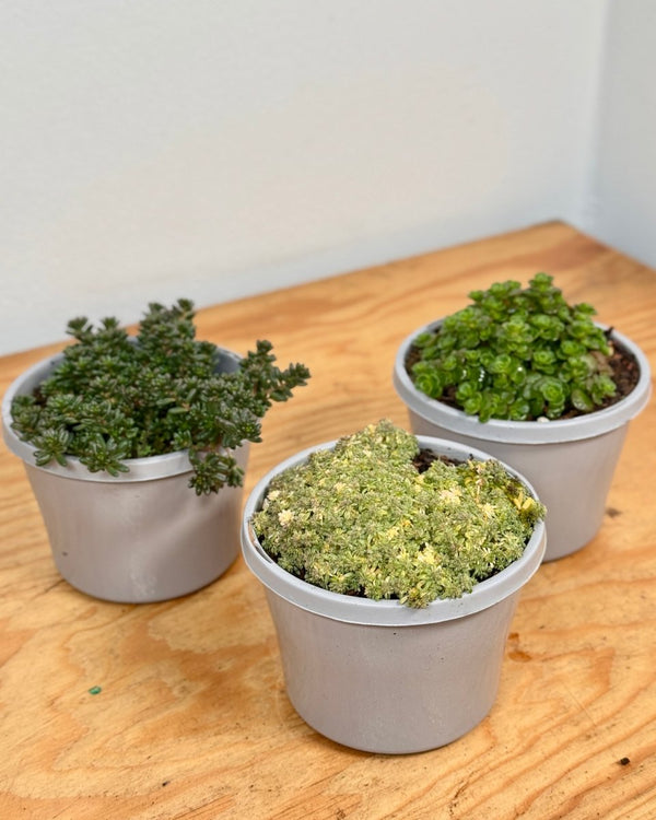 Sedum Assorted - Plant Daddy