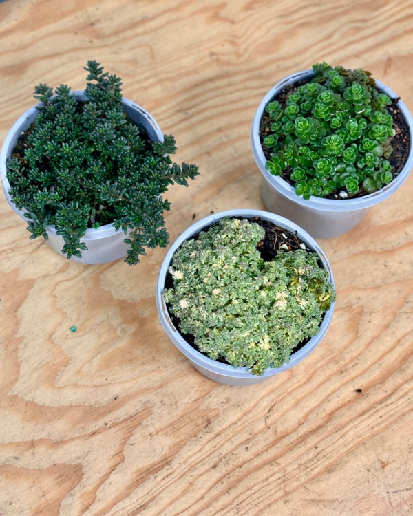 Sedum Assorted - Plant Daddy