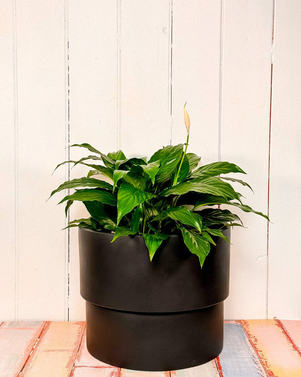 Capri Lightweight Planter Pot - Plant Daddy